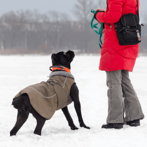 First Aid for Hypothermia in Canines: a black dog in a winter coat looking up at a person in a red coat.