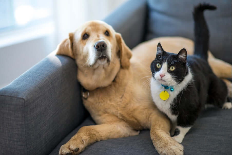 A Practical Guide to Emergency Planning for Your Pets: dog and cat relaxing on a couch together.