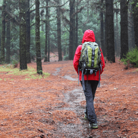 Must-Have Items for Fall Foliage Backpacking Trips in a forest setting with a hiker walking on a trail.