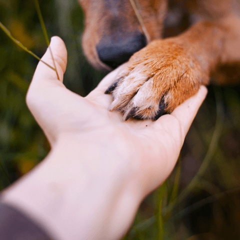 Recognizing and Treating Paw Burns and Cuts in Rugged Terrains, a dog paw resting on a human hand.