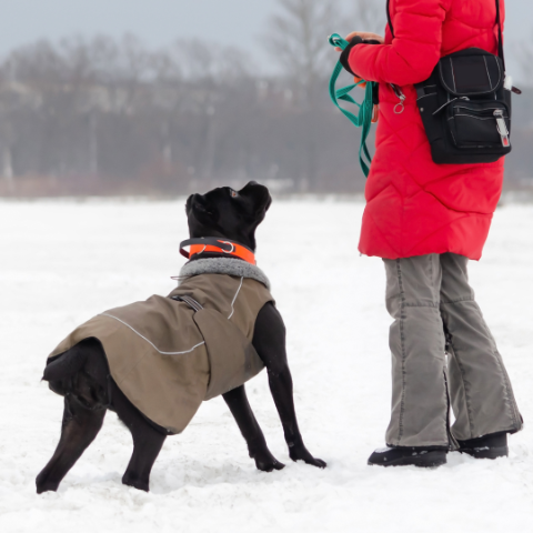 First Aid for Hypothermia in Canines