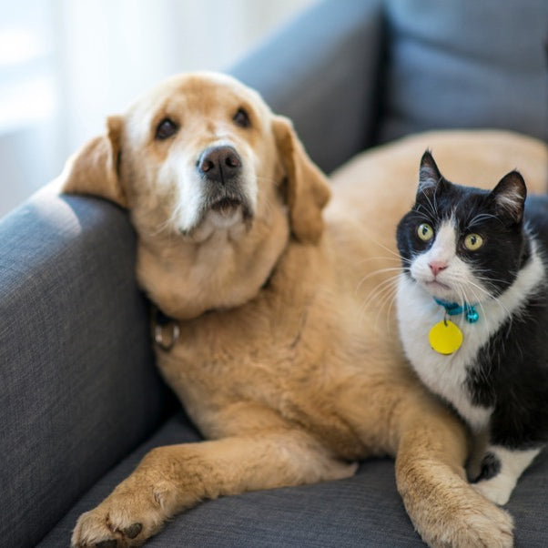 Preparing Your Pets for Emergencies - A Complete Guide