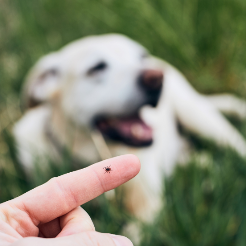 Keep Your Dog Tick-Free by Preventing and Addressing Tick Bites