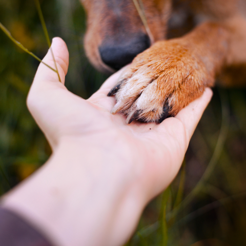 Recognizing and Treating Paw Burns and Cuts in Rugged Terrains