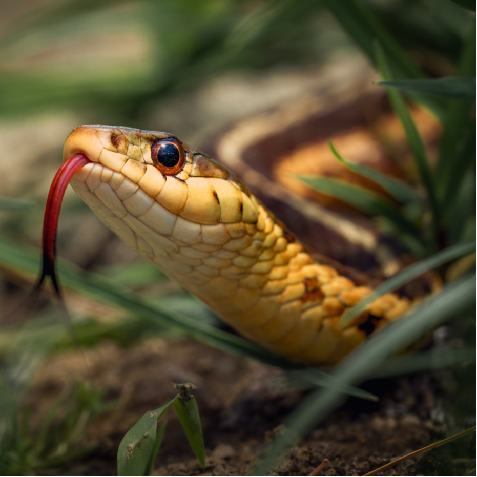 Survival 101: Conquer the Wild with Confidence - How to Deal with Snake Bites