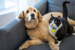 A Practical Guide to Emergency Planning for Your Pets: dog and cat relaxing on a couch together.