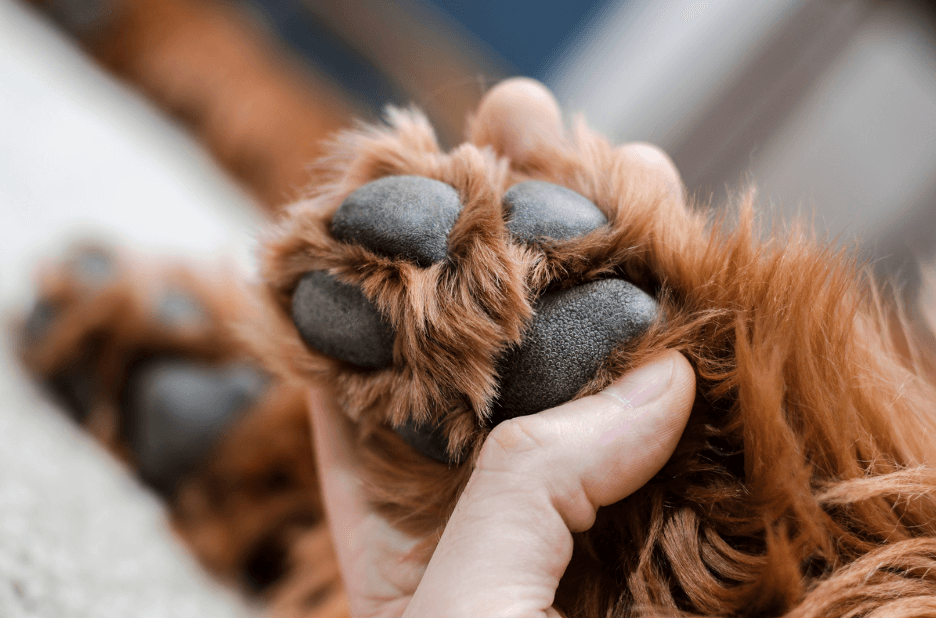 Close-up of a hand holding a dog's paw, highlighting fur and pads in a Paw Safety Guide for Outdoor Adventures with Your Dog.