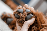 Close-up of a hand holding a dog's paw, highlighting fur and pads in a Paw Safety Guide for Outdoor Adventures with Your Dog.