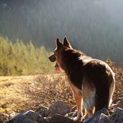 Working K9 & Pet First Aid Kits | Canine Trauma & Handler Gear featuring a patrol dog on a mountain trail.