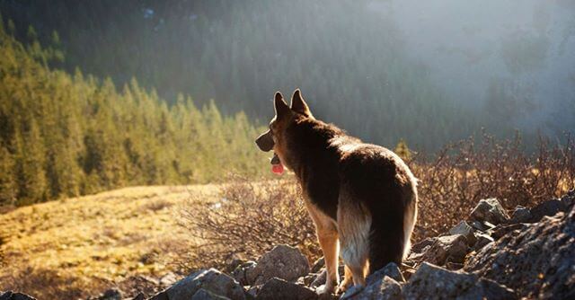 Working K9 & Pet First Aid Kits | Canine Trauma & Handler Gear featuring a patrol dog on a mountain trail.