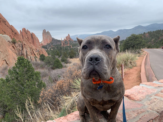 Dog standing on a trail with rock formations and mountains in the background