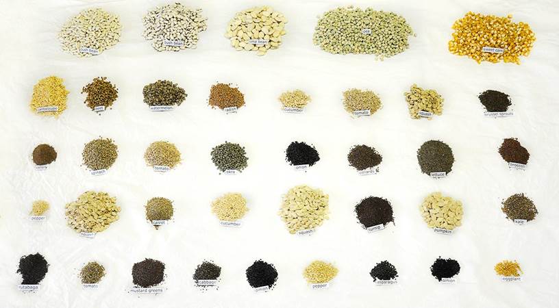 HEIRLOOM VEGETABLE SEED KIT