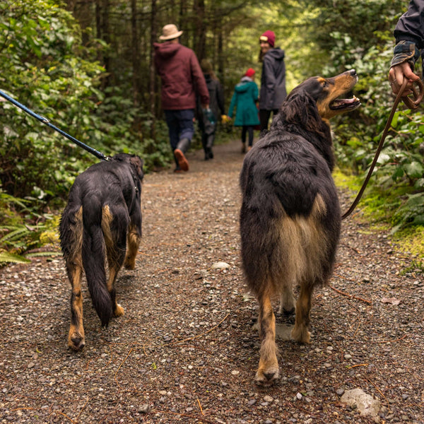 Dog on trail